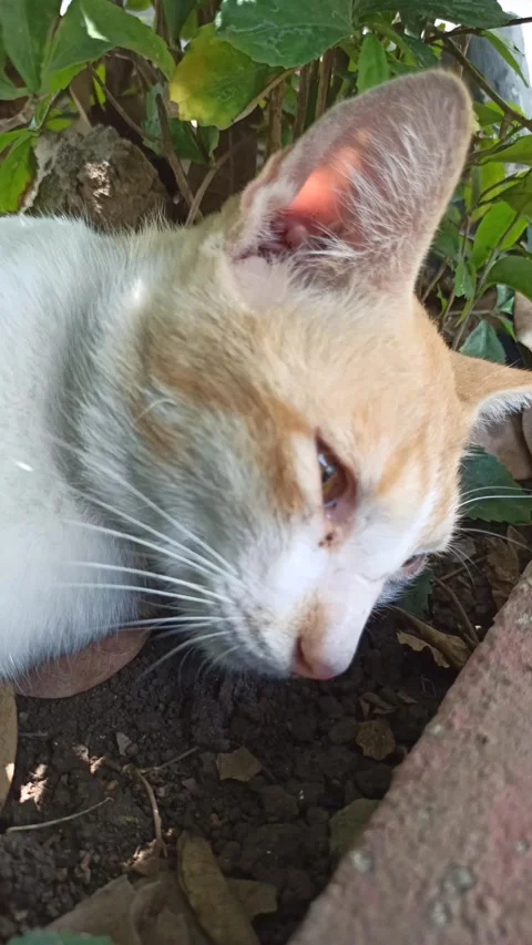 Cute cat Stock-Footage 292807790