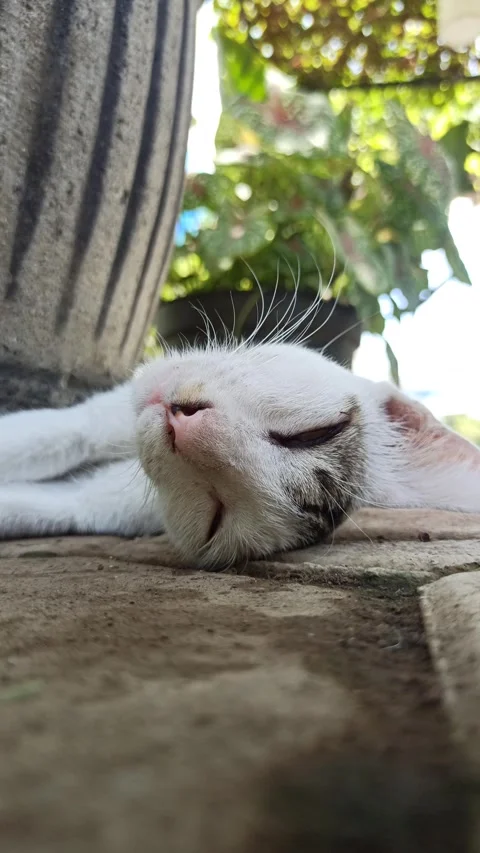 Cute cat Video stock 292807792
