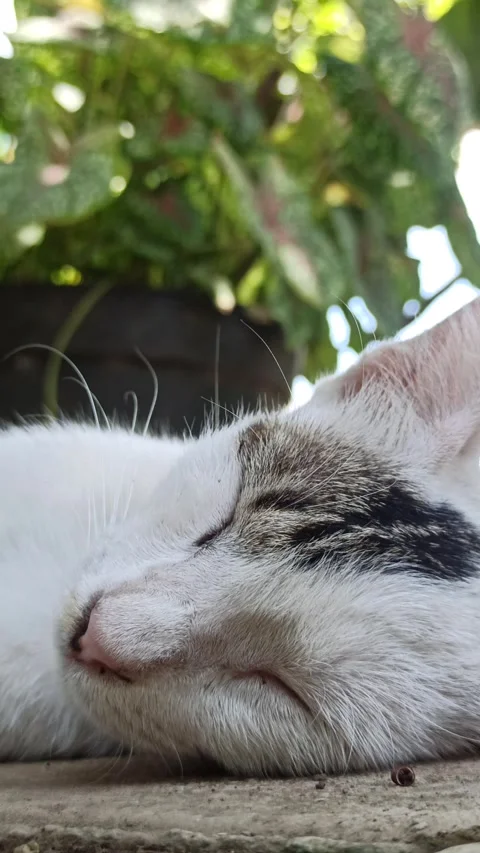 Cute cat Video stock 292807793