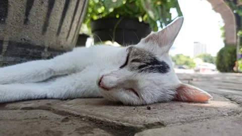 Cute cat Video stock 292807843