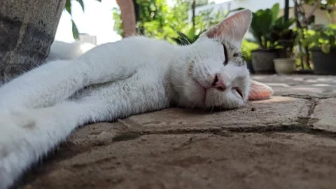 Cute cat Video stock 292807846