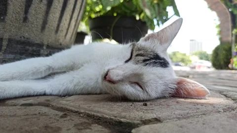 Cute cat Stock-Footage 292807847