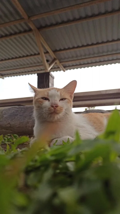Cute cat Stock-Footage 292808770