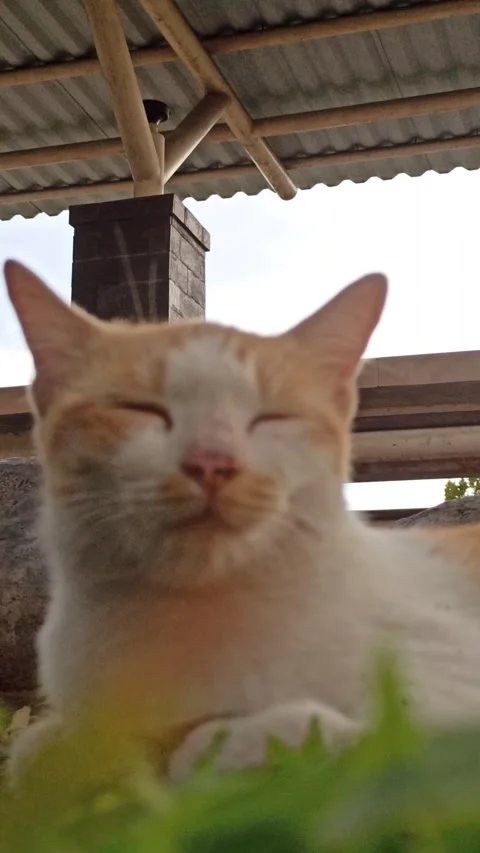 Cute cat Stock-Footage 292808776