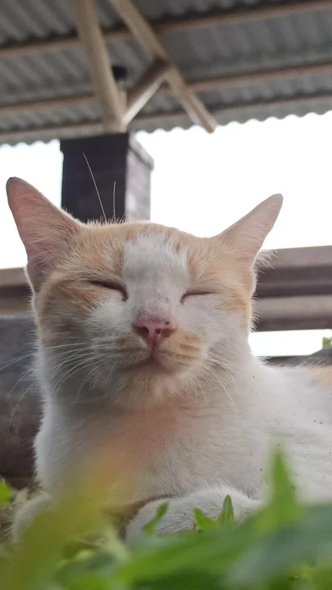 Cute cat Video stock 292808808