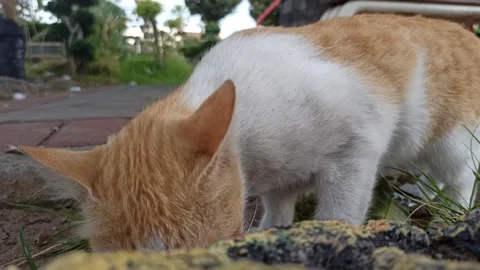 Cute cat Stock Footage 292808810