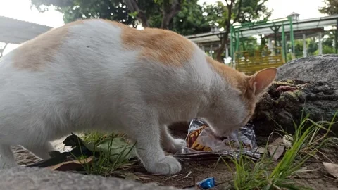 Cute cat Video stock 292808816