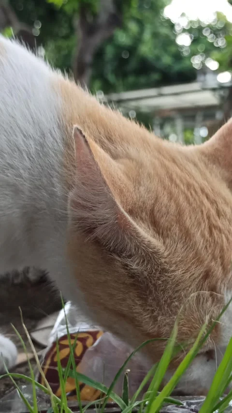 Cute cat Video stock 292808831
