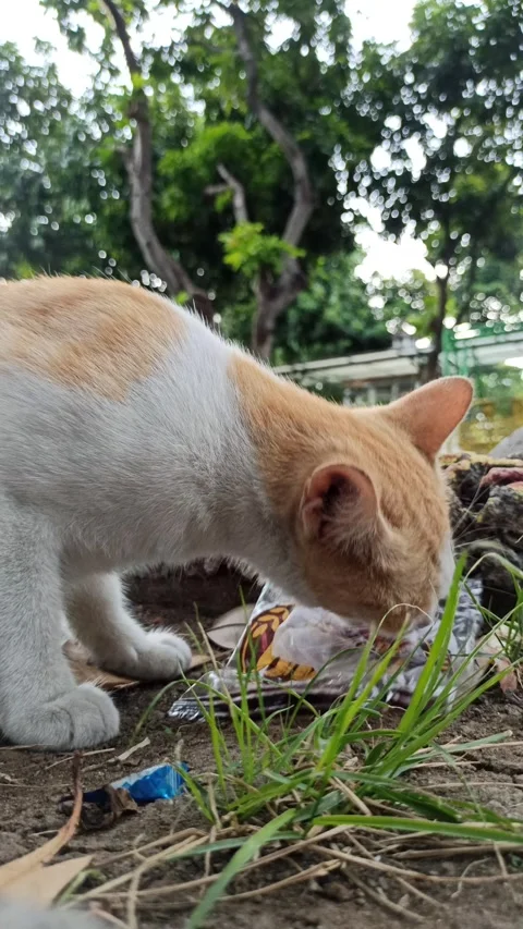 Cute cat Video stock 292808839