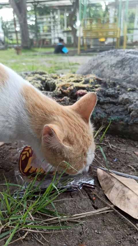 Cute cat Stock Footage 292808871