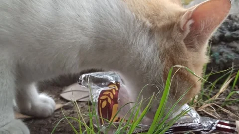 Cute cat Video stock 292808887