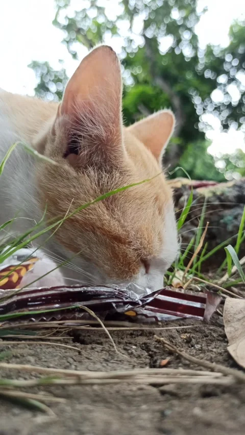 Cute cat Stock-Footage 292808888