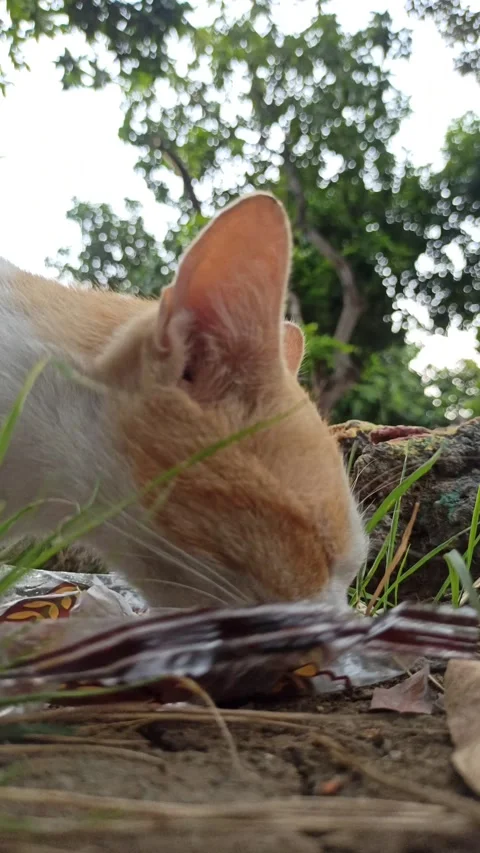 Cute cat Stock Footage 292808939