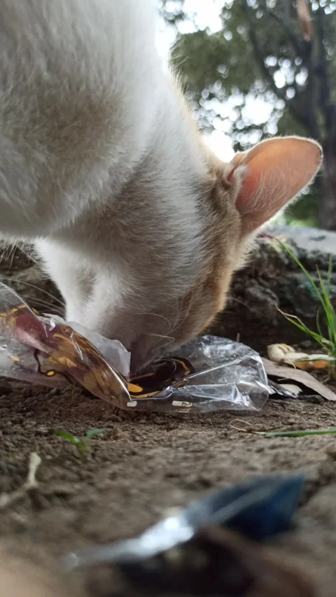 Cute cat Video stock 292808942