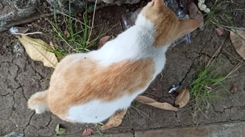 Cute cat Video stock 292808988