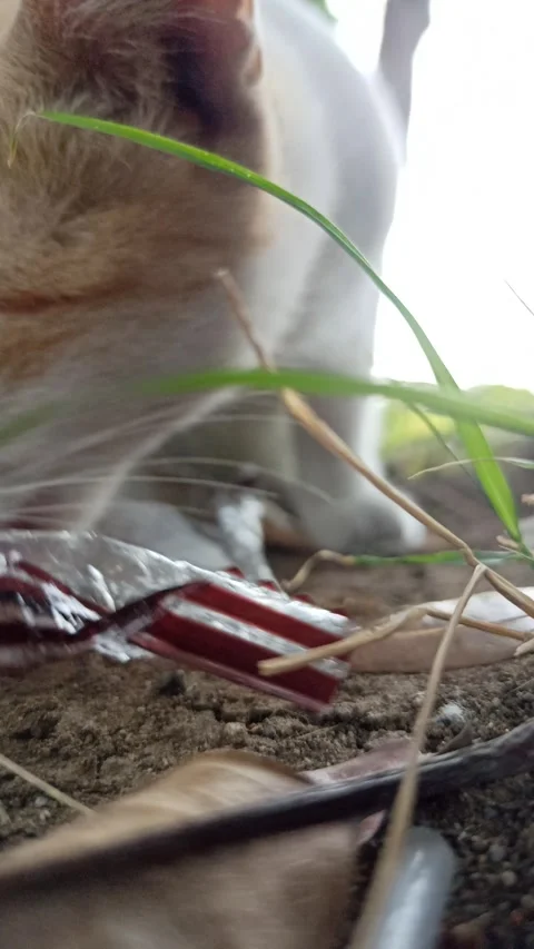 Cute cat Stock Footage 292808994