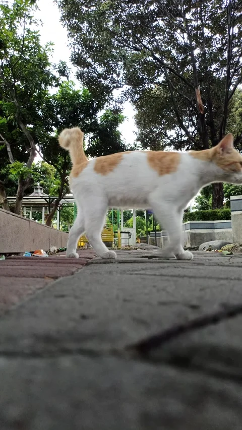 Cute cat Video stock 292809071