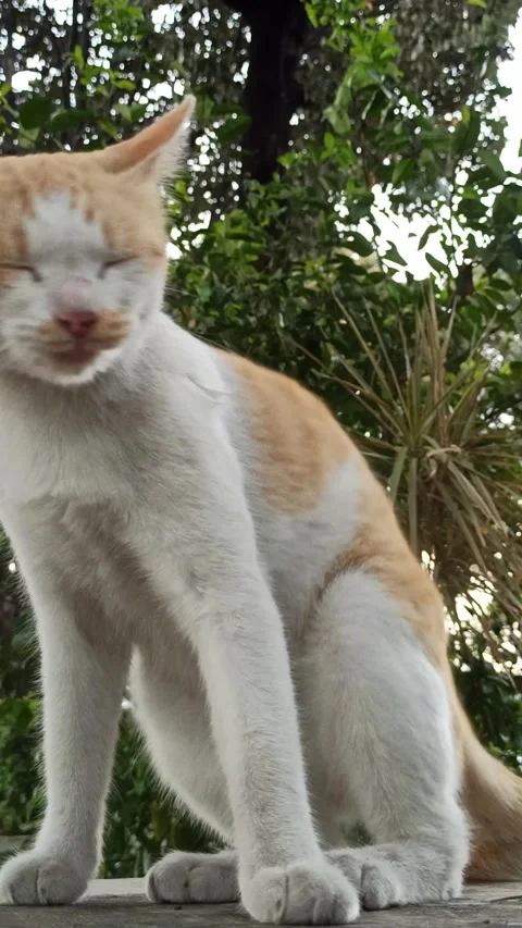 Cute cat Stock Footage 292809112