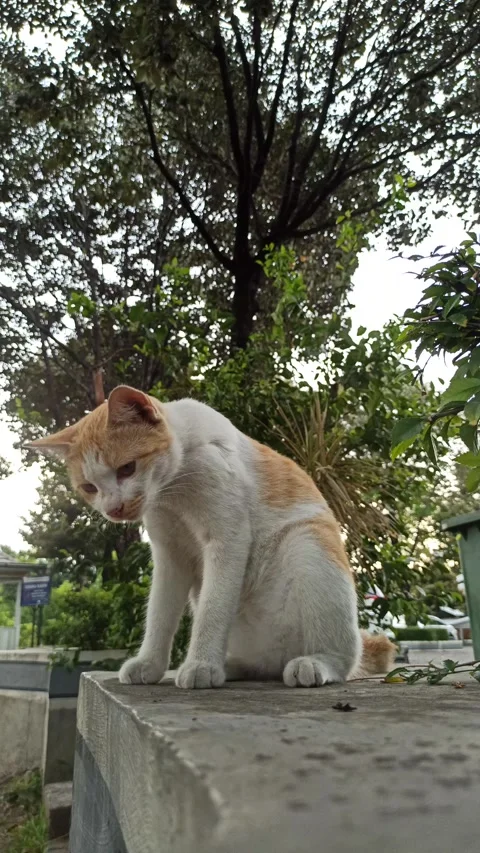 Cute cat Video stock 292809118