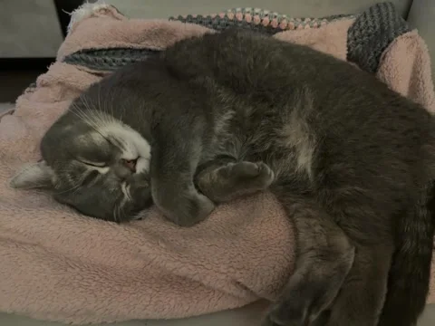 A cute cat Stock Footage 293907237