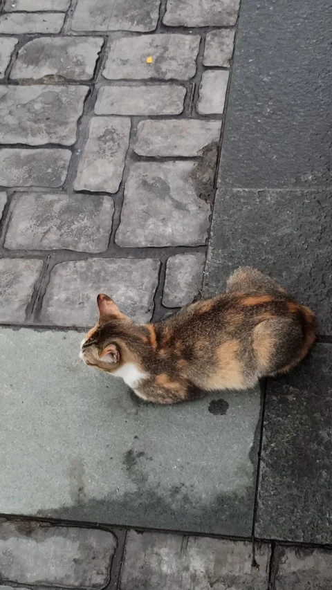 Cute cat Video stock 296056202