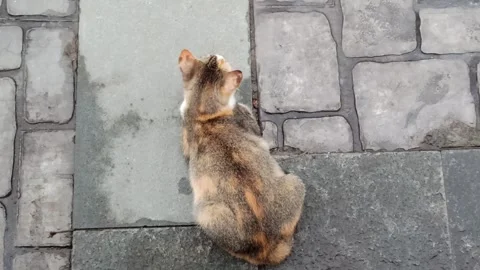 Cute cat Video stock 296056203