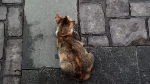 Cute cat Video stock 296056204