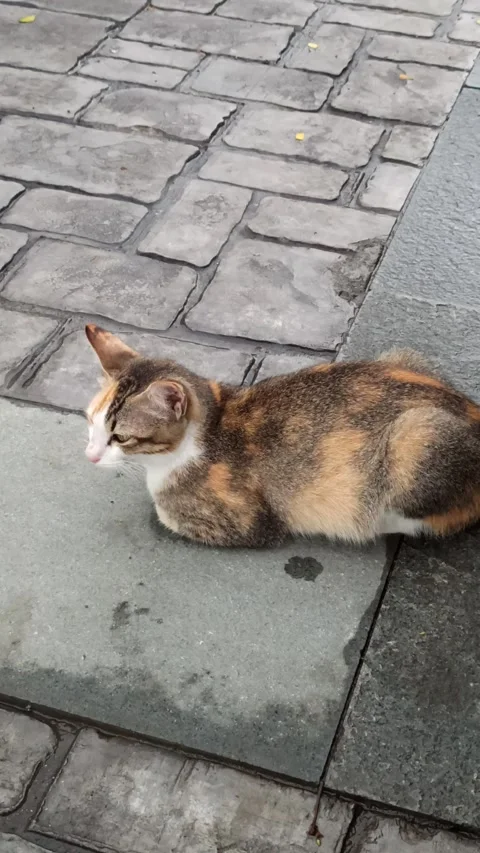 Cute cat Video stock 296056219