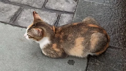 Cute cat Stock-Footage 296056223