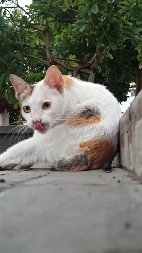 Cute cat Video stock 296056238