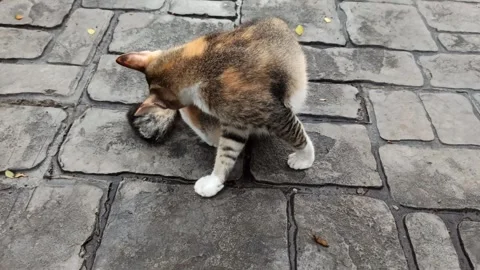 Cute cat Stock-Footage 296056239