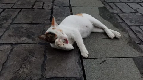 Cute cat Stock-Footage 296056257
