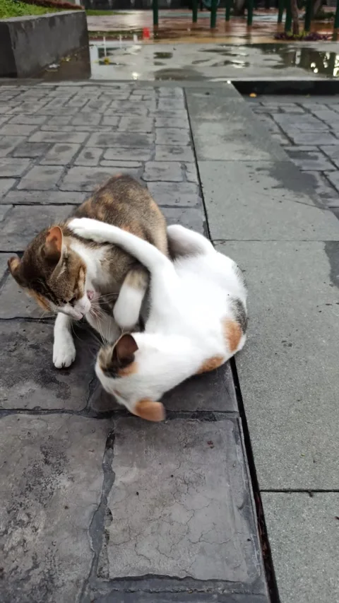 Cute cat Video stock 296056280