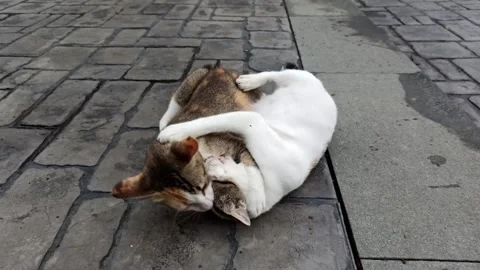 Cute cat Video stock 296056281