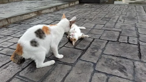Cute cat Video stock 296056283