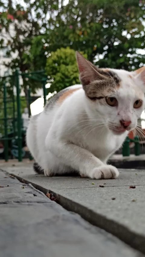 Cute cat Video stock 296056319