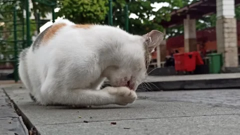 Cute cat Stock Footage 296056320