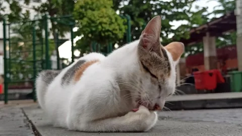 Cute cat Stock Footage 296056333