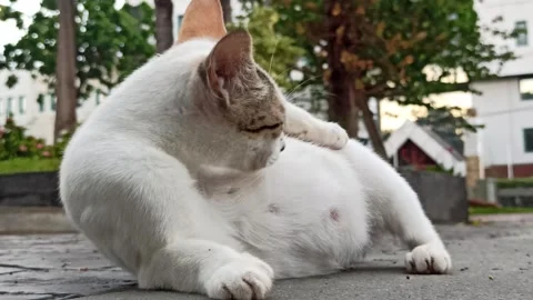 Cute cat Video stock 296056341