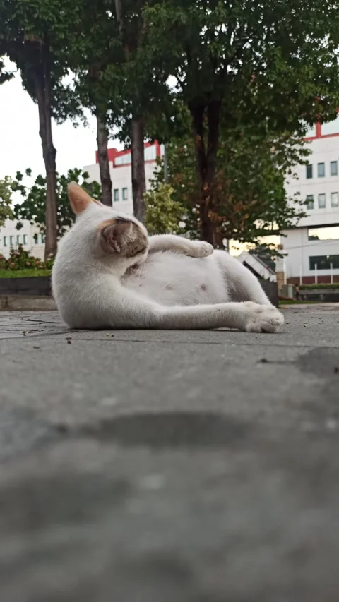 Cute cat Video stock 296056358