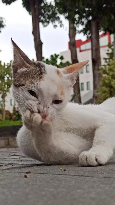 Cute cat Stock Footage 296056359