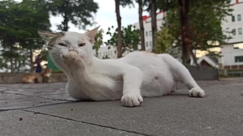 Cute cat Stock-Footage 296056360