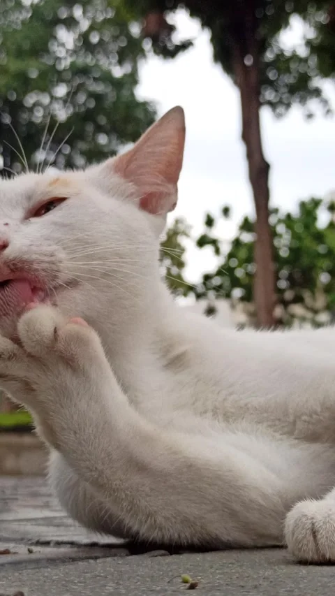 Cute cat Stock Footage 296056369