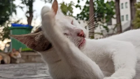 Cute cat Stock Footage 296056381