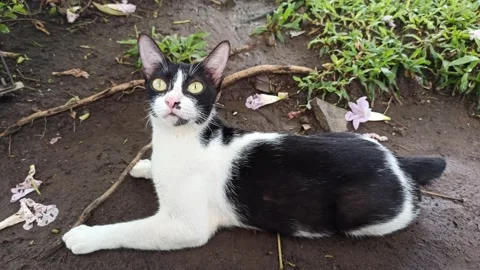 Cute cat Video stock 297138279