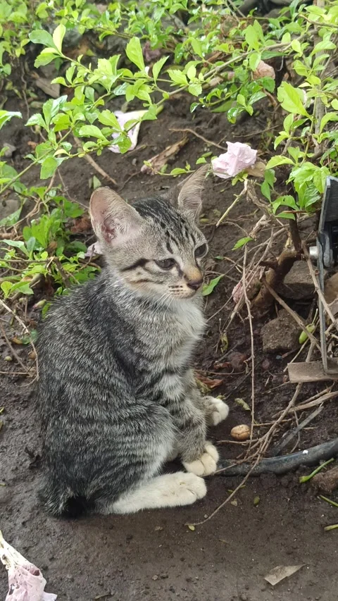 Cute cat Stock Footage 297138301