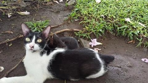 Cute cat Video stock 297138304