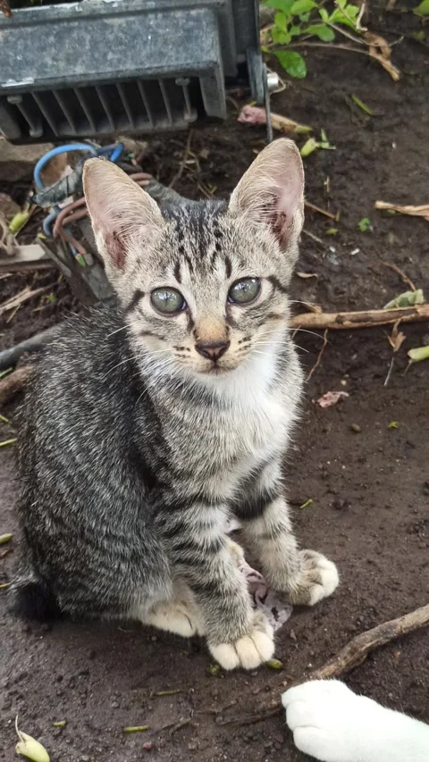 Cute cat Video stock 297138313