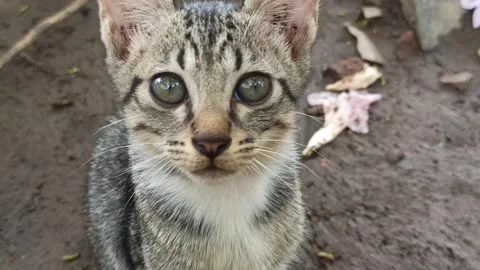 Cute cat Video stock 297138327