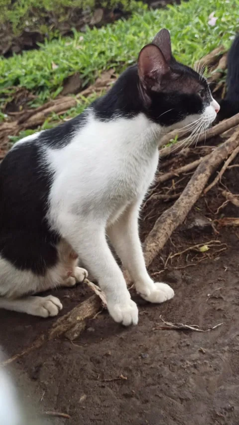 Cute cat Stock-Footage 297138353